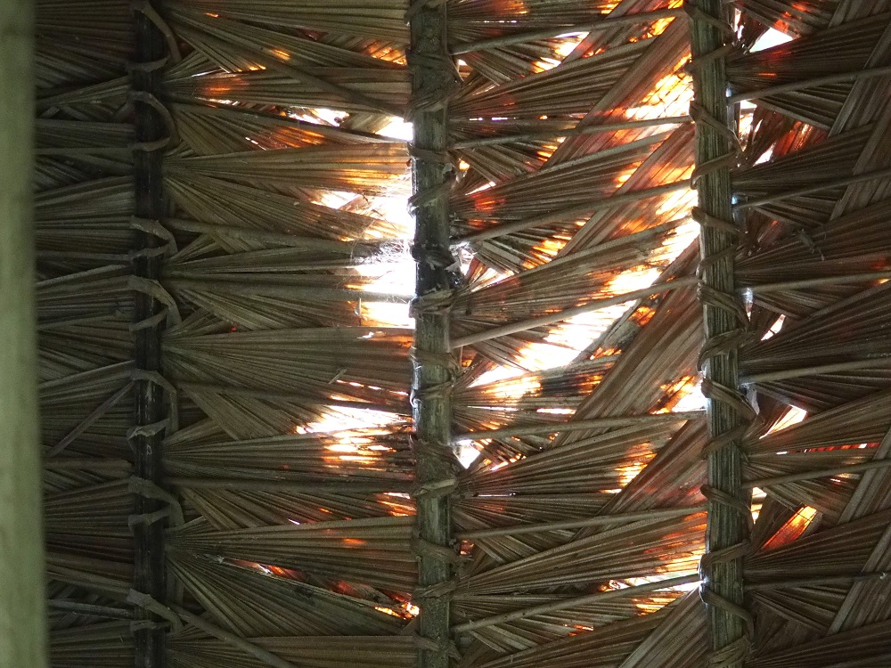 Amazonas Regenwald Blätterdach