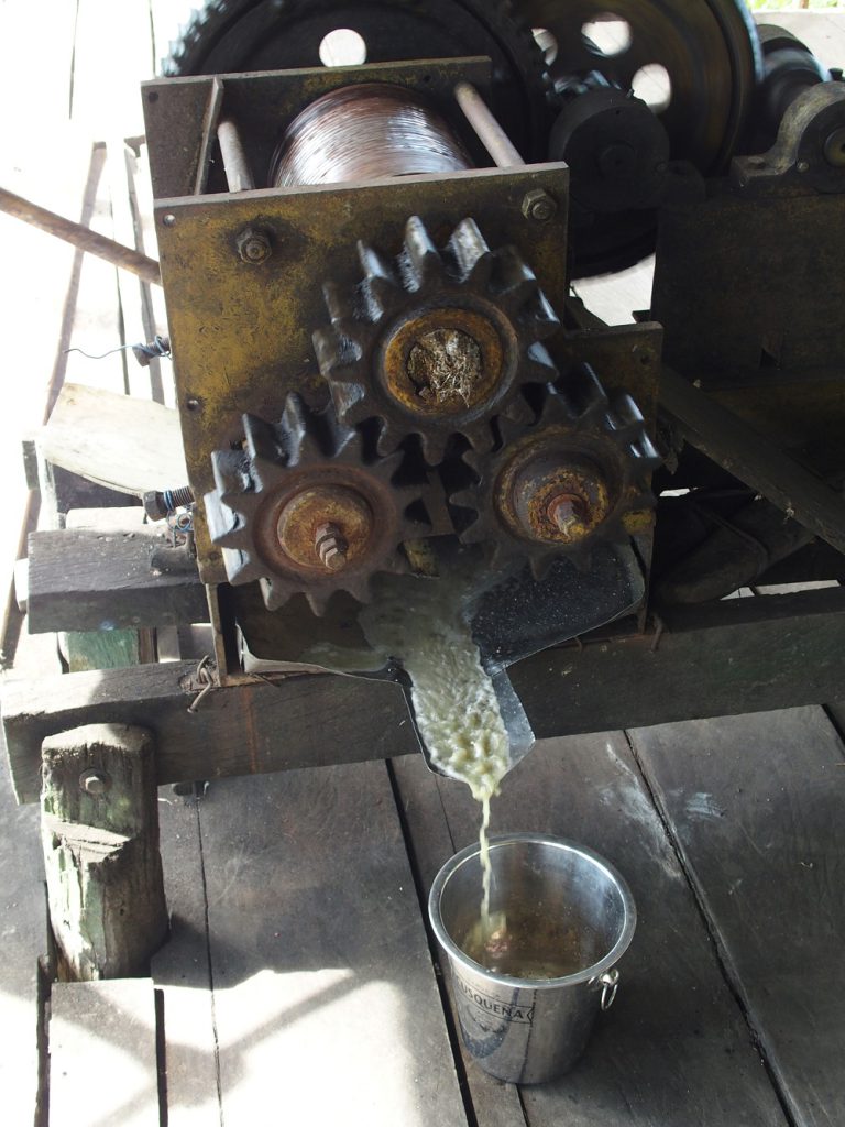 Amazonas Regenwald Zuckerrohrsaft